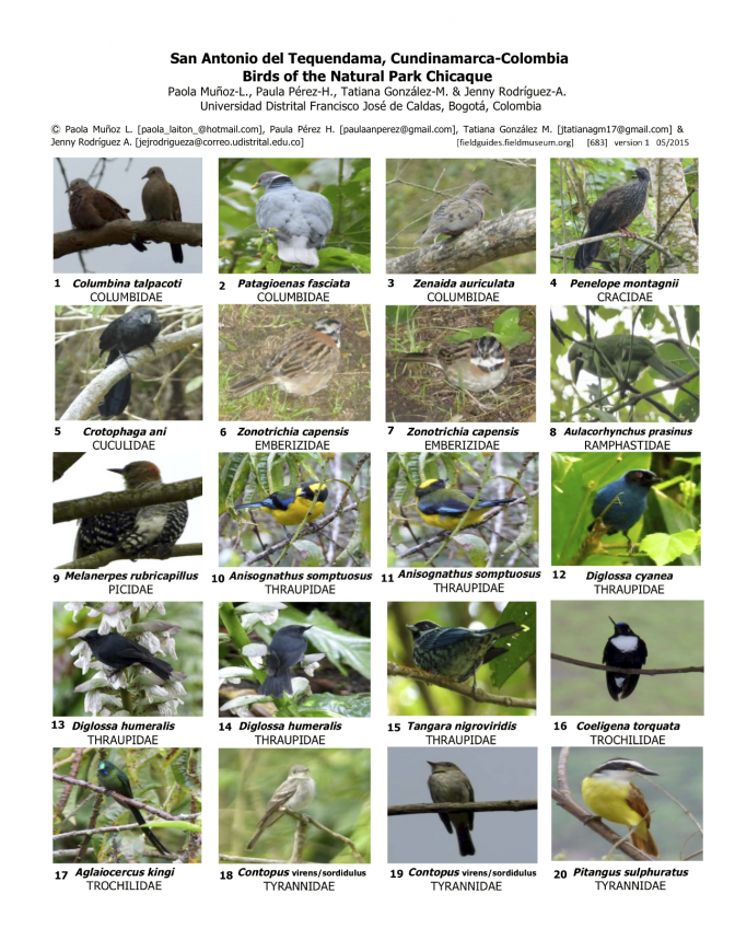Cundinamarca -- Birds of Chicaque Natural Park