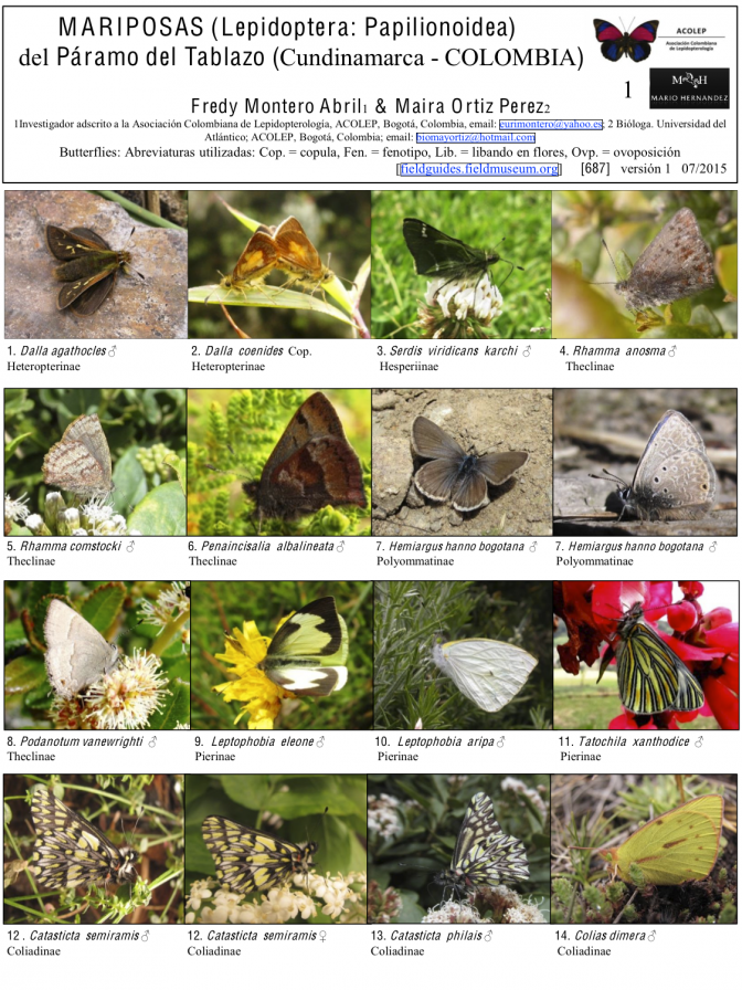687_mariposas_del_tablazo