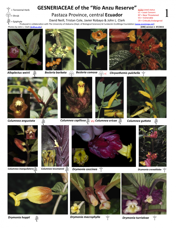  690_ecuador-rio_anzu_gesneriaceae.pdf 