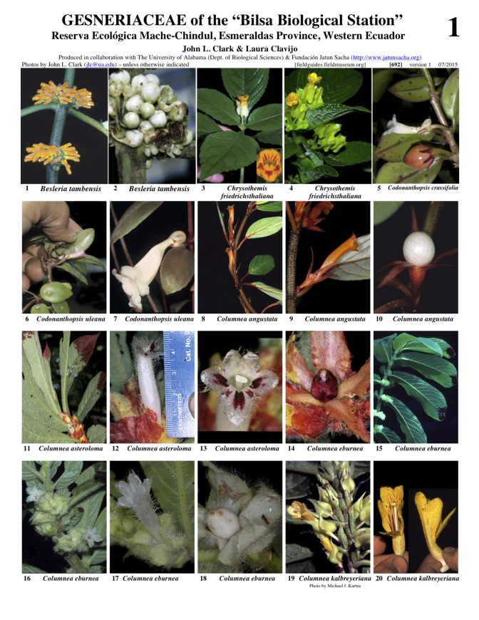 692_ecuador_genseriaceae_of_bilsa.pdf 