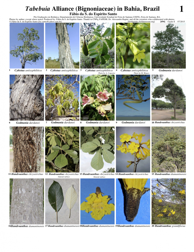 694_brasil-tabebuia_da_bahia-fabio_espirito_santo.pdf 
