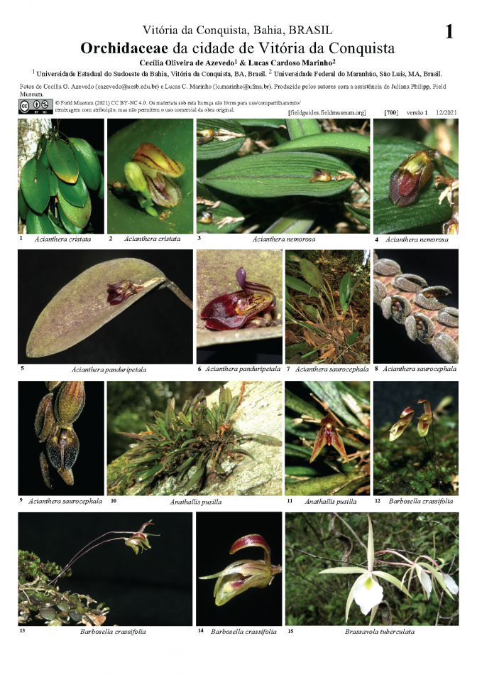 700_orchidaceae_de_vitoria_da_conquista.pdf 