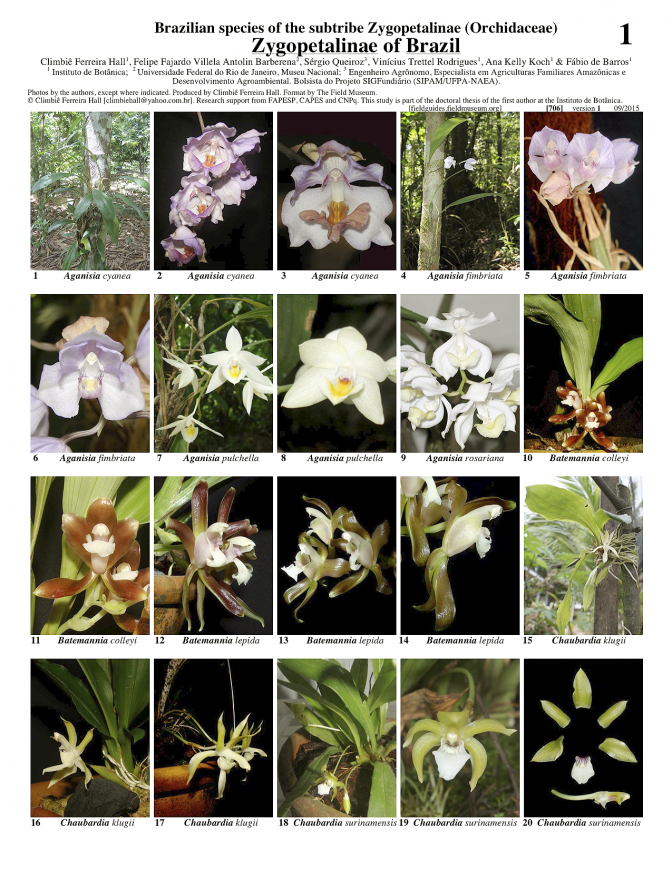 706_brasil-zygopetalinae.pdf