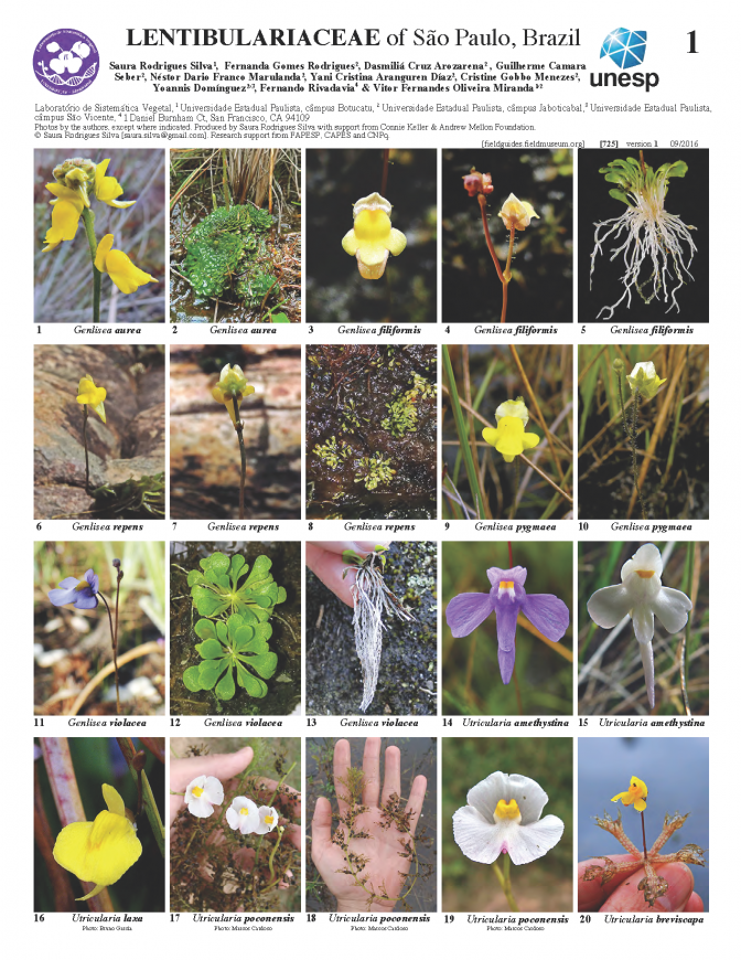  725_brazil_lentibulariaceae_of_sp