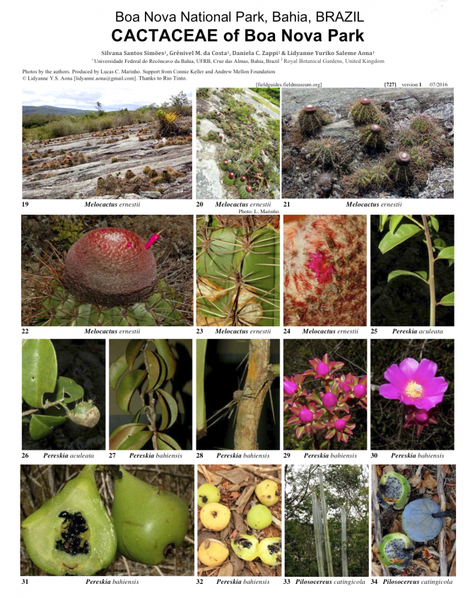 727_brazil_cactcaeae_de_boa_nova