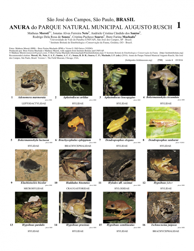 733_brazil-anura_do_parque_augusto_ruschi_2.pdf