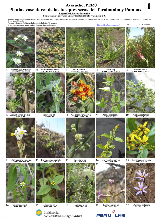 735_peru_plants_of_torobamba-pampas