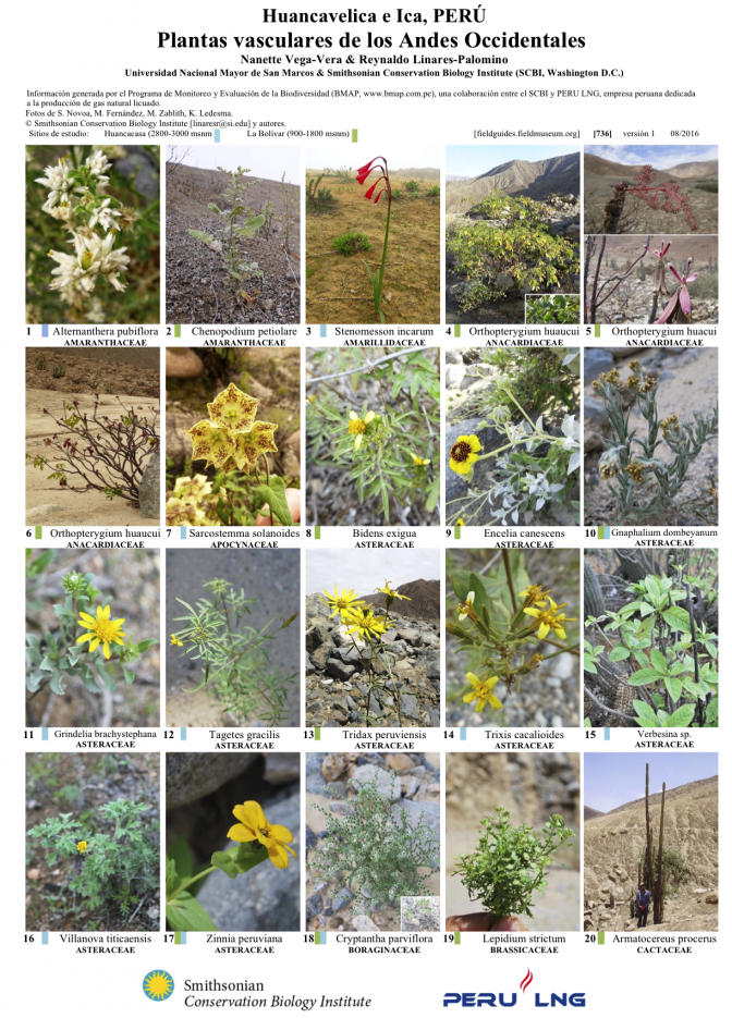 736_peru_plantas_vasculares_de_los_andes_occidentales