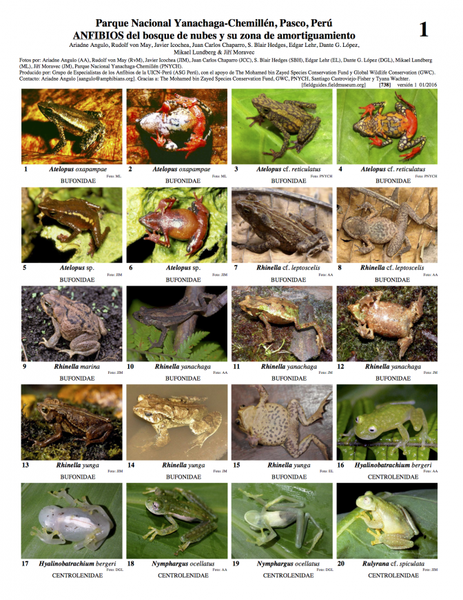 738_peru-anfibios_de_yanachaga-chemillen