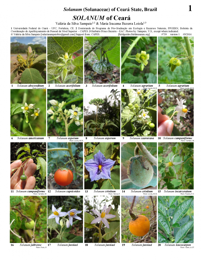 739_brazil-solanum_of_ceara.pdf 