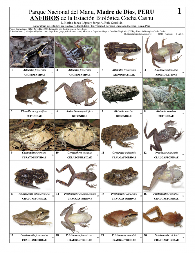 740_peru_anfibios_de_cocha_cashu
