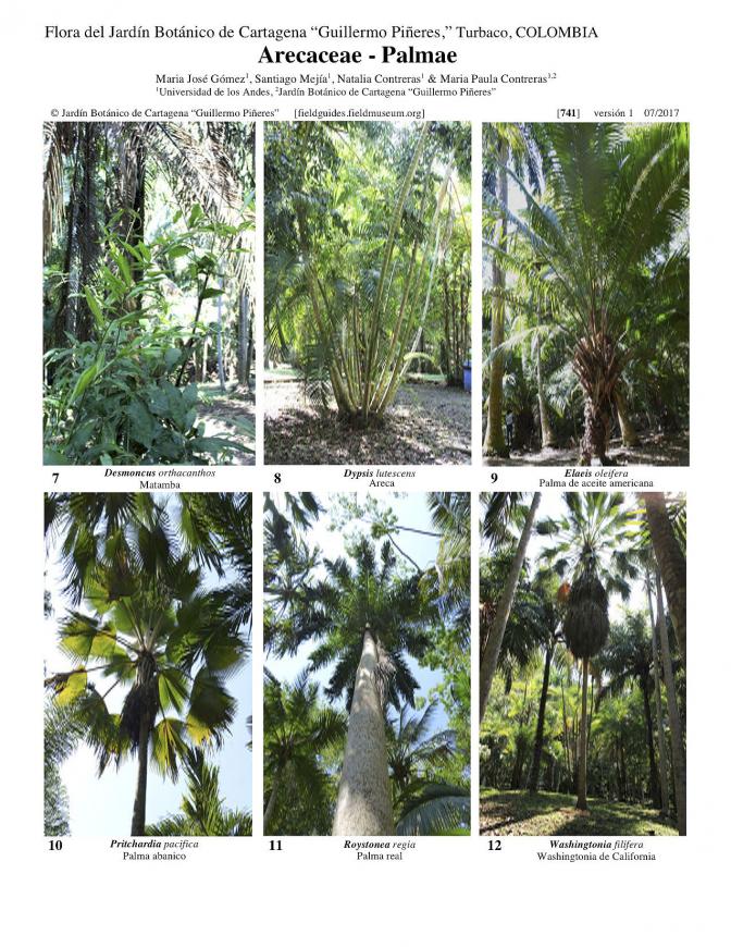 741_colombia_arecaceae_del_jbcg.pdf 