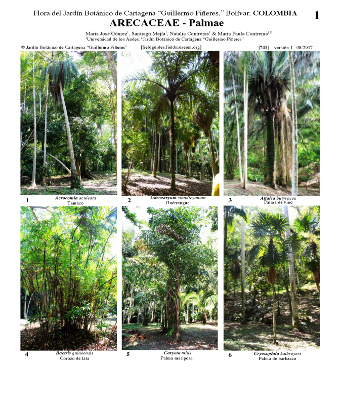 741_colombia_arecaceae_del_jbcg.pdf 
