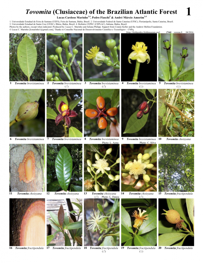  744_brazil-tovomita_of_the_atlantic_forest