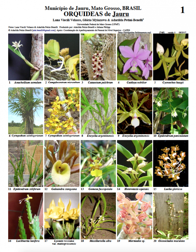 745_brasil-orquideas_de_jauru
