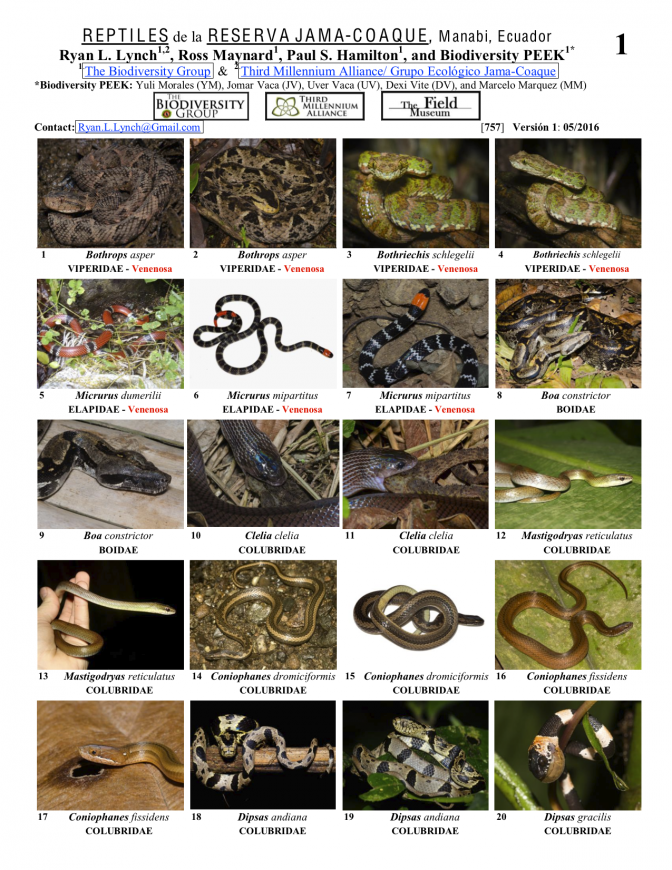 757_ecuador-reptiles_de_jama-coaque.pdf 