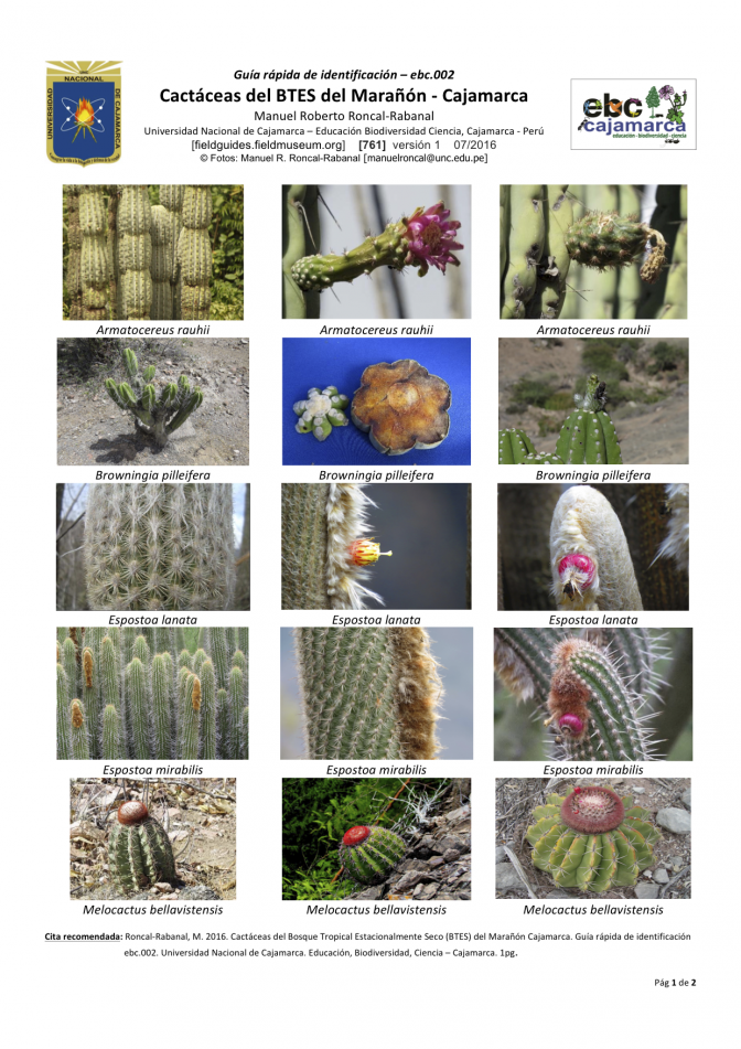 761_peru_cactaceas_del_btes