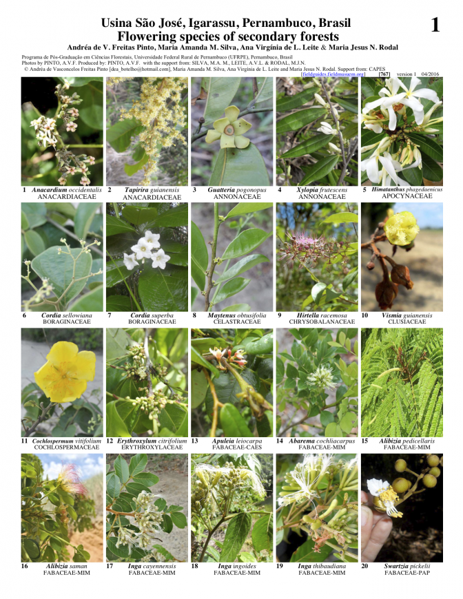 767_usina_sao_jose_flowering_species