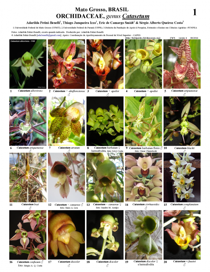 767_brazil_catasetum_de_mato_grosso