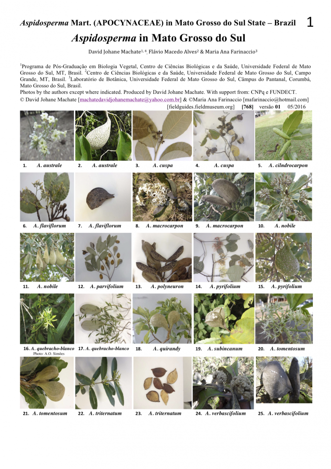 768_brazil-aspidosperma_of_mato_grosso.pdf 