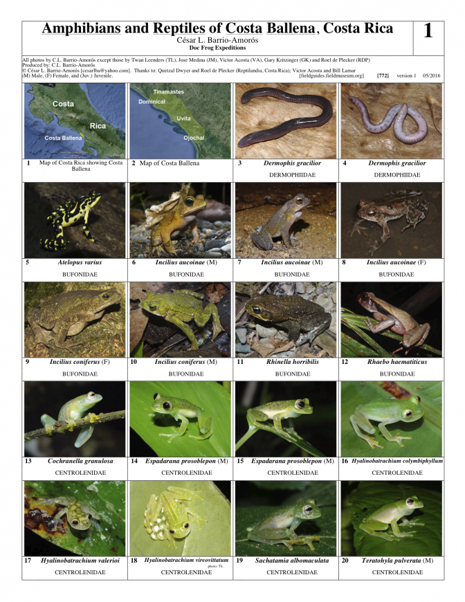 772_costa_rica-herps_de_costa_ballena.pdf 