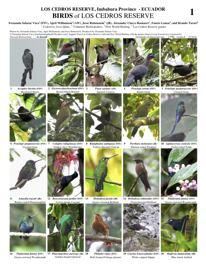 775_ecuador_birds_of_los_cedros_reserve.pdf 