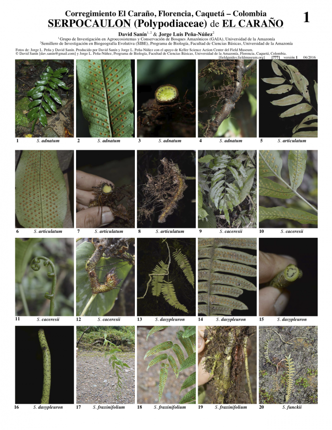777_colombia-serpocaulon_del_carano.pdf 