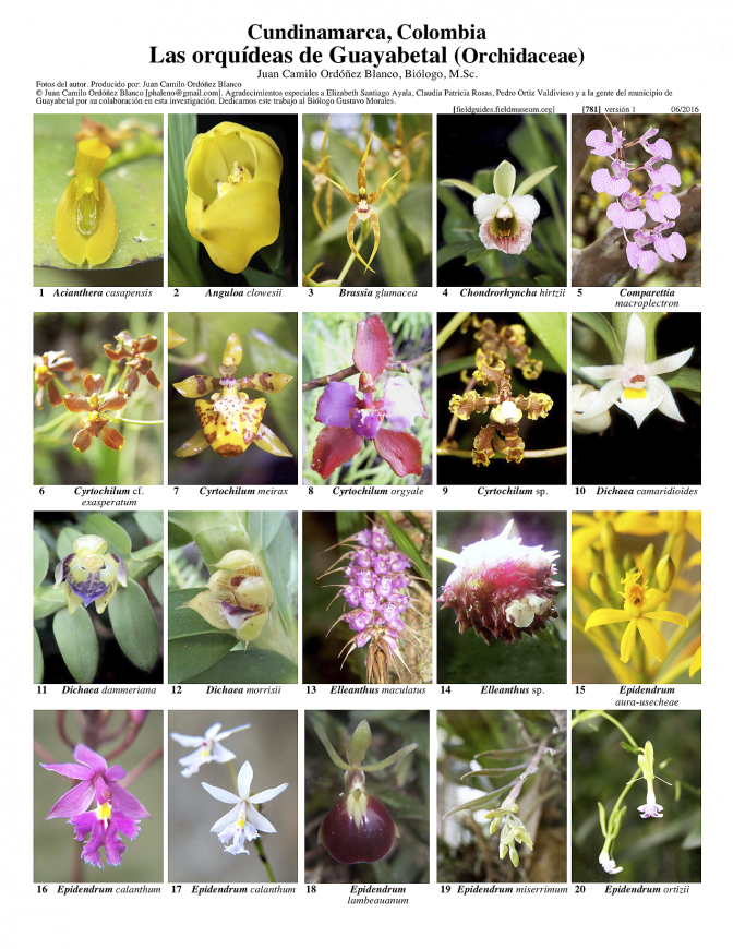 781_colombia_orquideas_de_guayabetal.pdf 