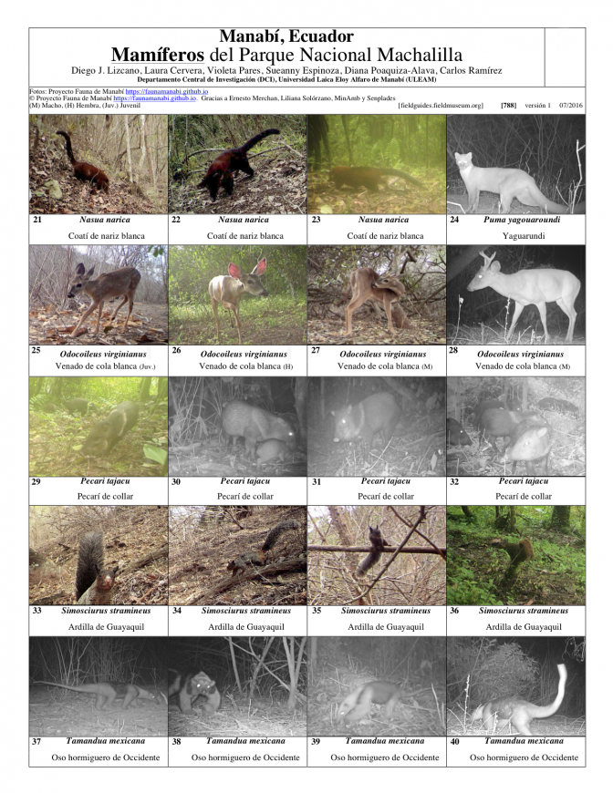 788_ecuador_mamiferos_de_machalilla.pdf