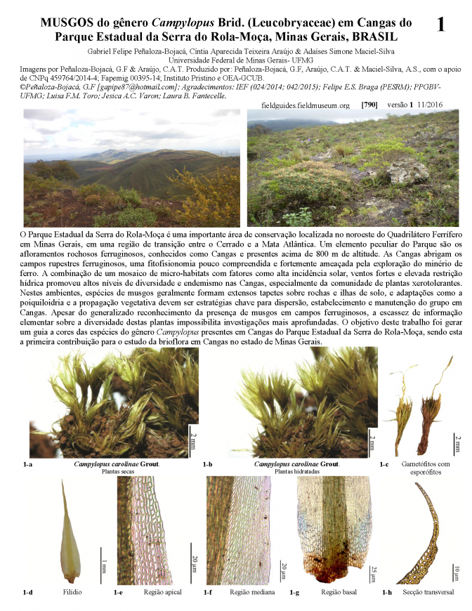 790_brazil_musgos_da_serra_rola-moca.pdf 
