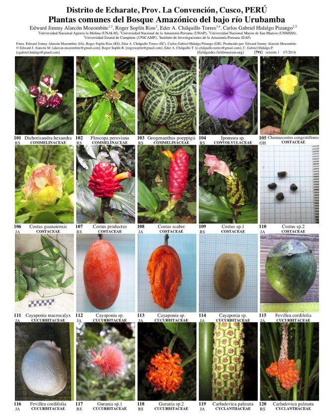 791_peru_plantas_del_bosque_amazonico_del_bajo_urubamba