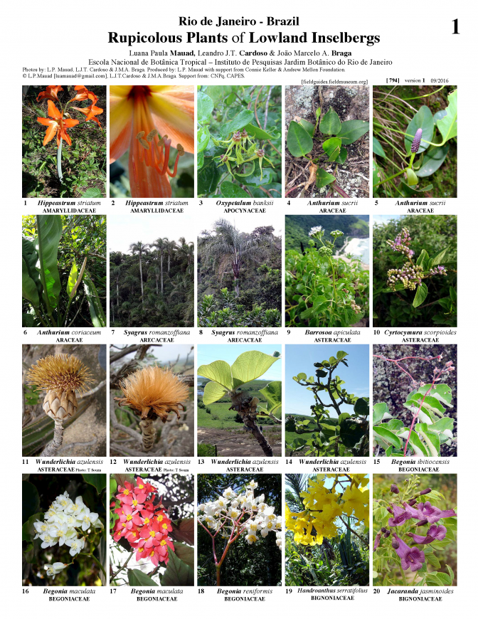 794_brazil_rupicolous_plants_of_inselbergs_rj