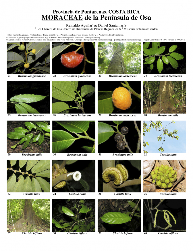 796_costa_rica-moraceae_de_la_peninsula_de_osa.pdf