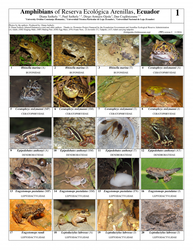  797_ecuador_amphibians_of_arenillas_reserve_v2.pdf