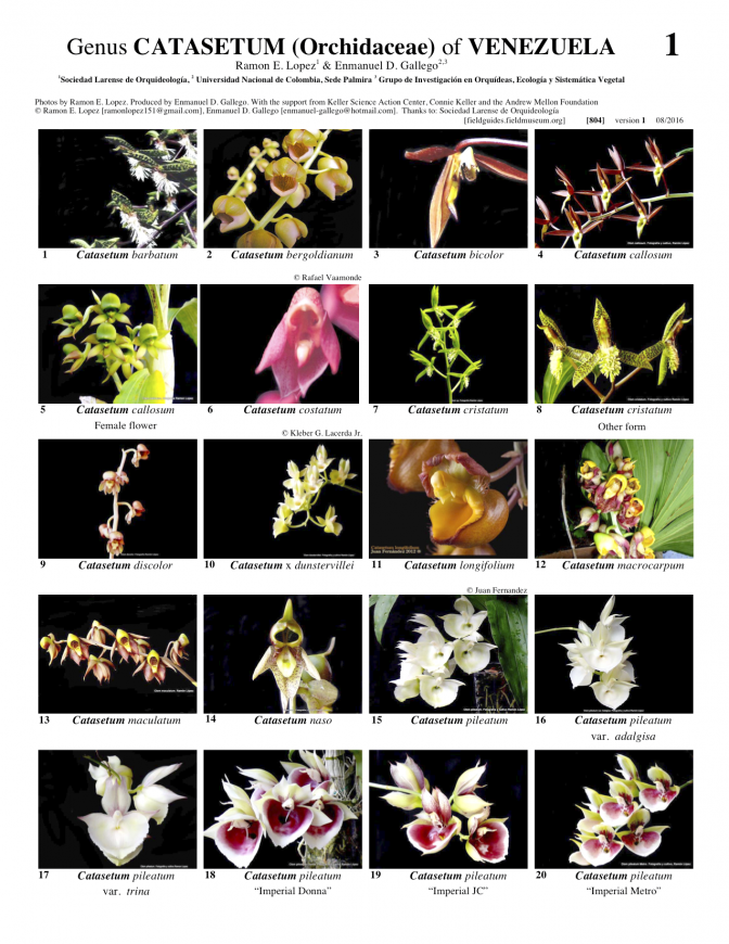 804_venezuela_genus_catasetum
