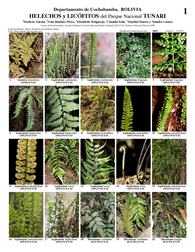 805_bolivia_helechos_y_licofitos_de_tunari.pdf 
