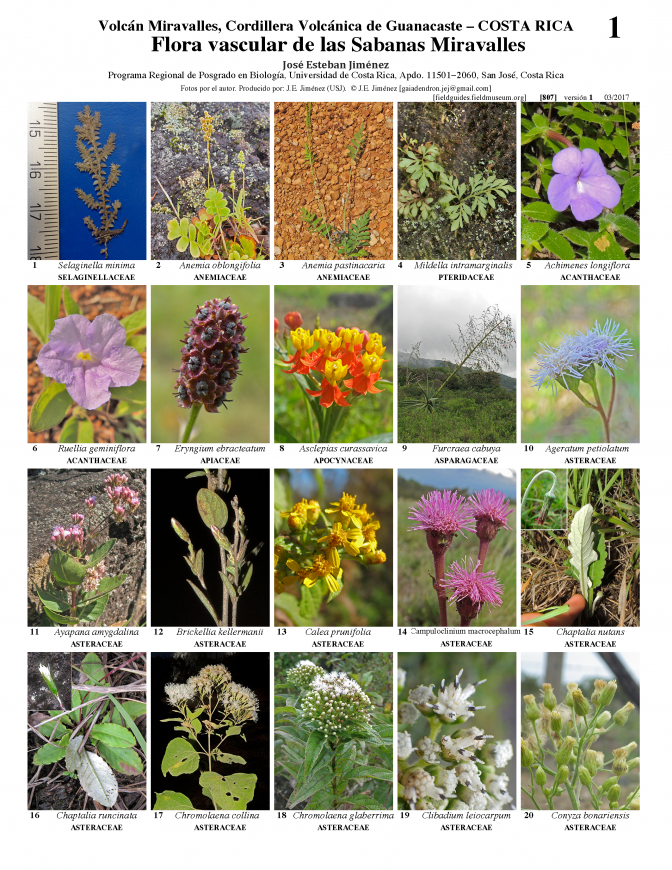 807_costa_rica-flora_de_miravalles.pdf