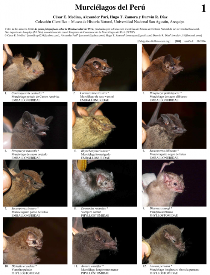  808_peru_murcielagos_de_peru
