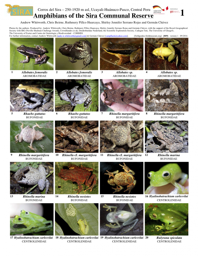  809_peru_amphibians_of_sira_reserve