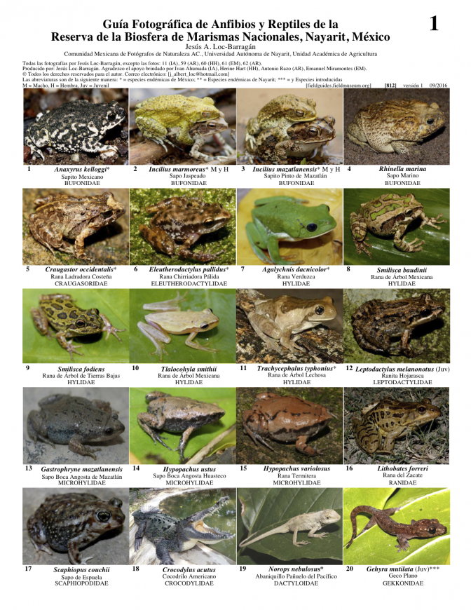  812_anfibios_y_reptiles_de_marismas_nacionales.pdf 
