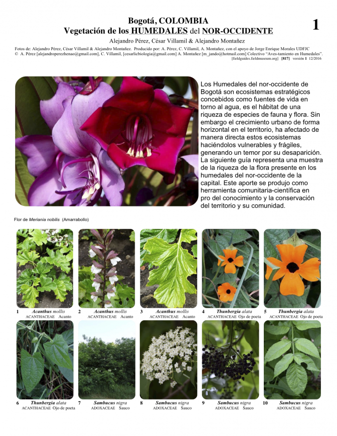 817_plantas_de_los_humedales.pdf 