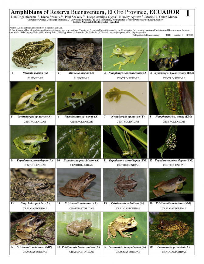 818_ecuador-amphibians_of_reserva_buenaventura.pdf 