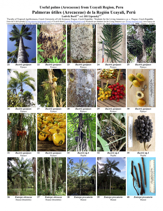 820_peru-useful_palms_from_ucayali.pdf