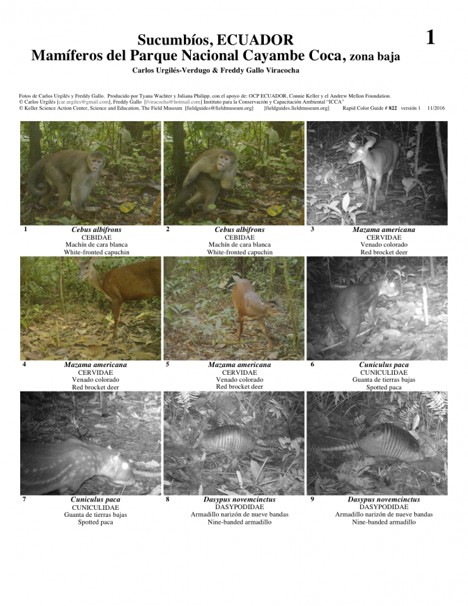 822_ecuador-mamiferos_de_cayambe_coca.pdf 