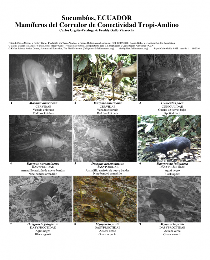 823_ecuador-mamiferos_de_corredor_tropi-andino.pdf