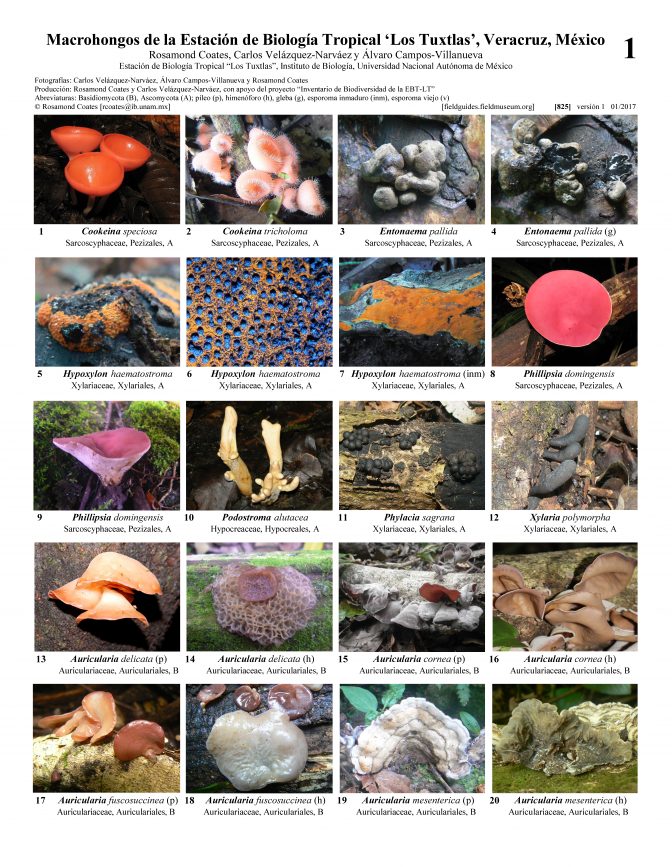  825_mexico_macrohongos_de_los_tuxtlas.pdf