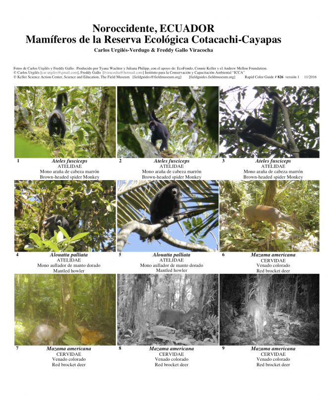 826_mamiferos_de_recc.pdf 