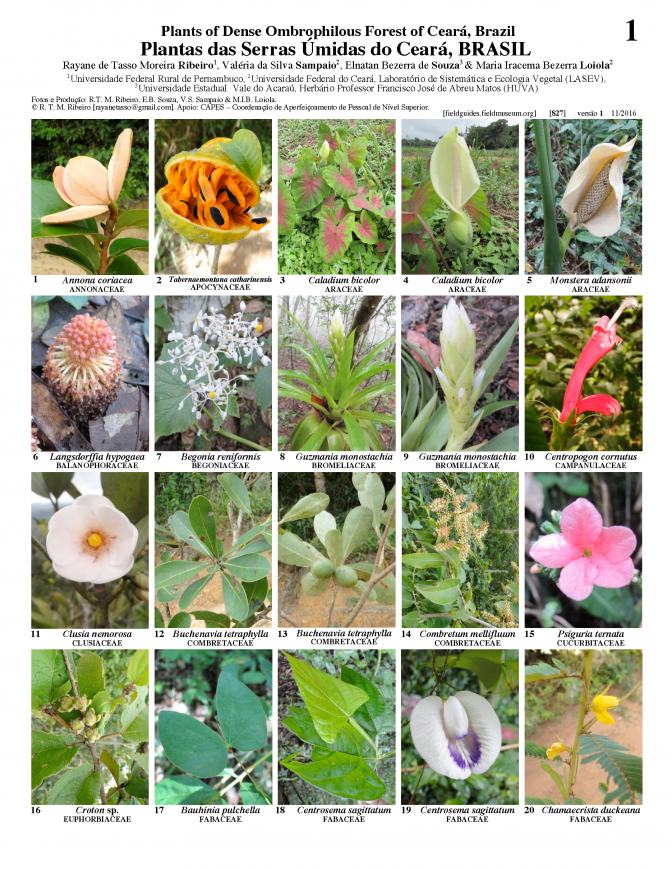 827_brazil_plantas_of_dense_forest.pdf 