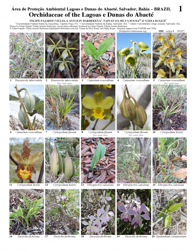828_brazil_orchidaceae_of_abaete.pdf 