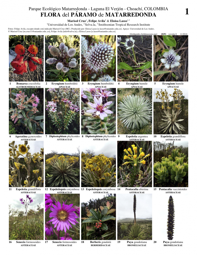829_colombia_flora_de_matarredonda.pdf 